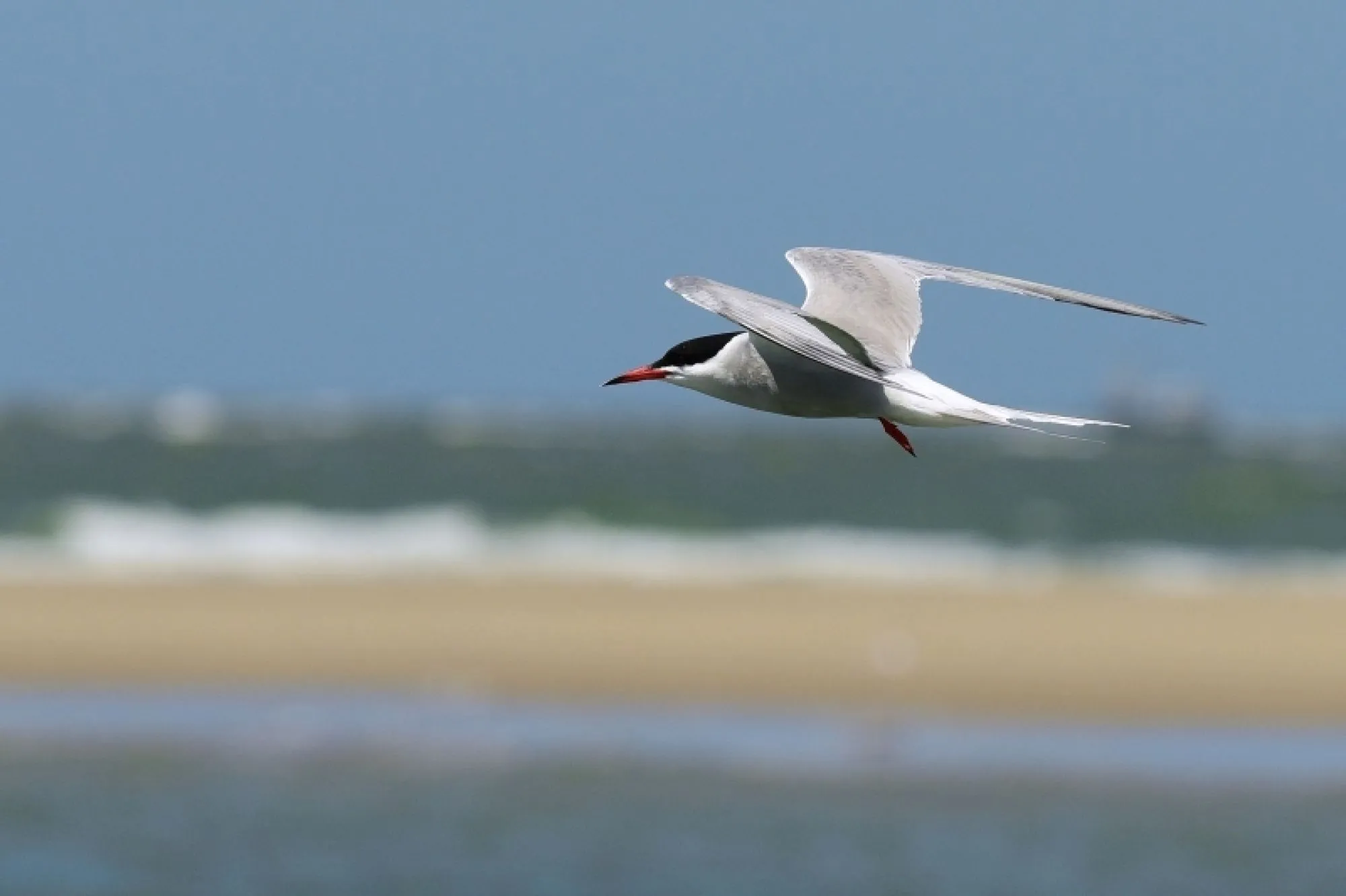 Nieuwe brochure: Soortbescherming bij ruimtelijke ingrepen (EZ)