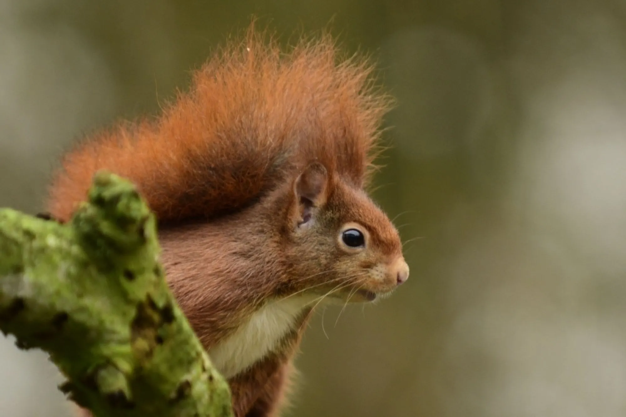 Myotis flora en fauna wordt Hunink Ecologie