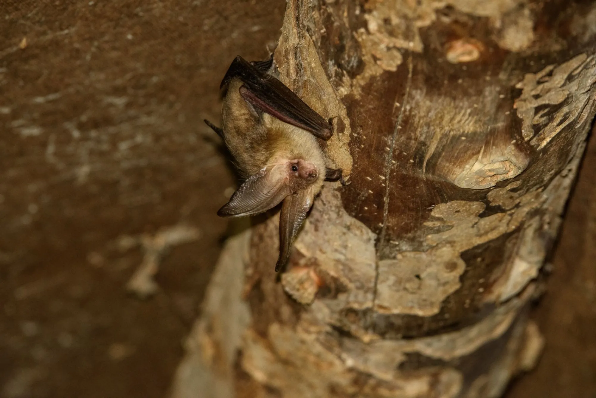 Vleermuisprotocol 2021