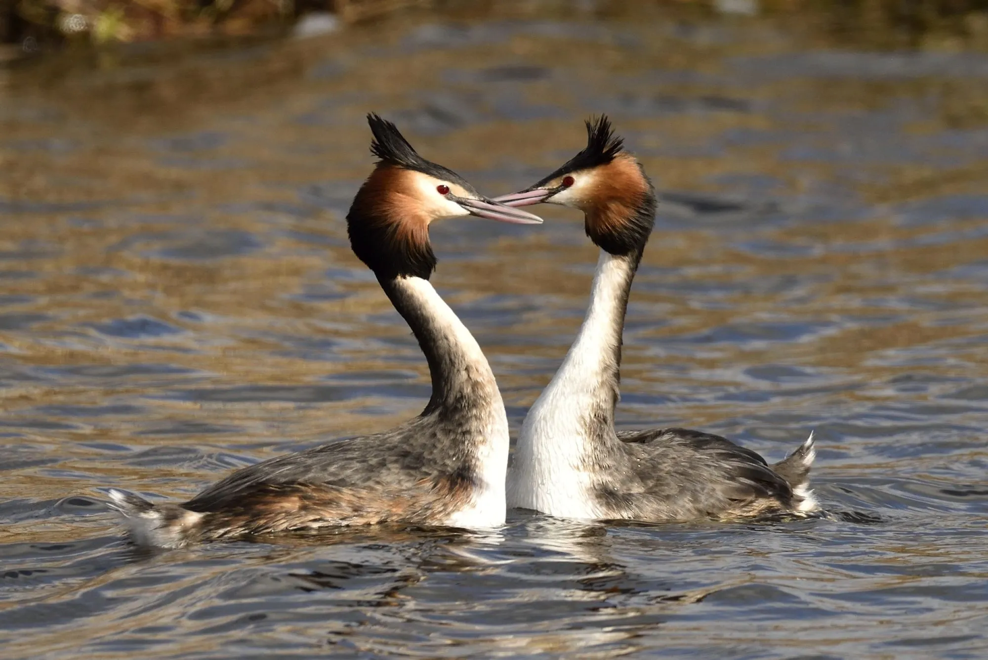 Voorjaar in de startblokken