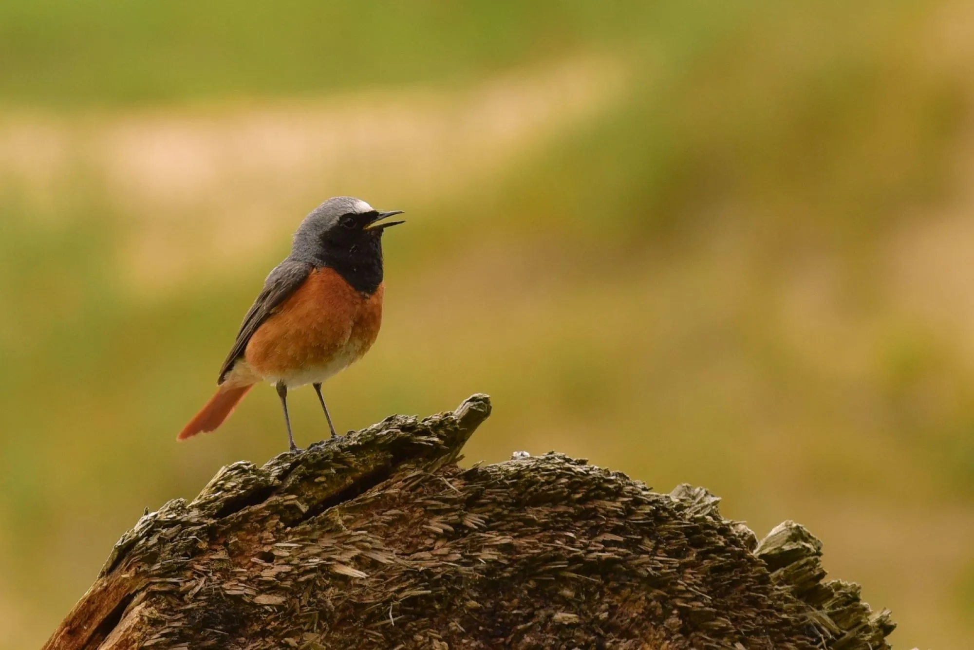 Nieuwe natuurwetgeving in werking getreden: Wet natuurbescherming