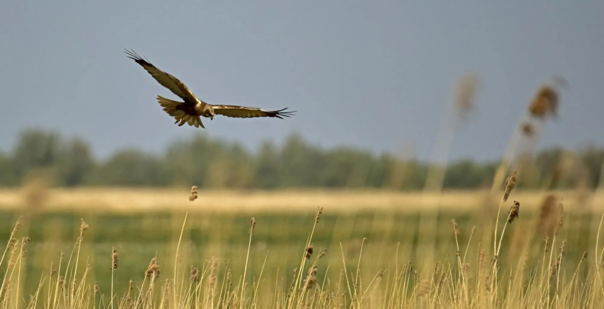 Hunink ecologie verder als V.O.F.