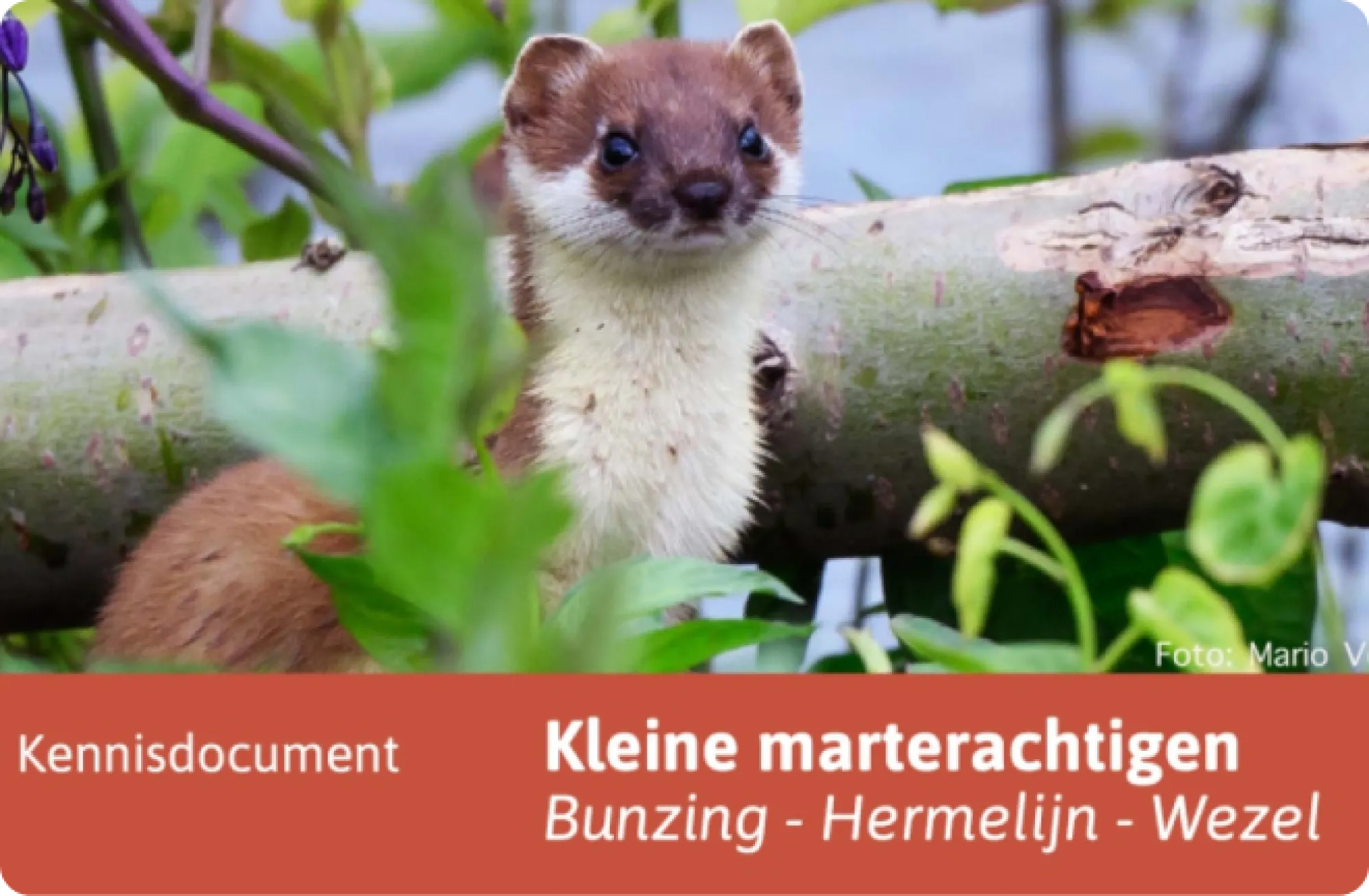 Kennisdocument kleine marterachtigen
