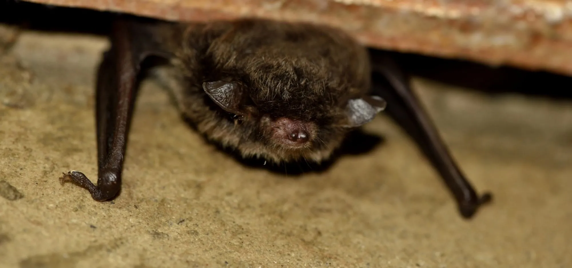 Wisseling bestuur Netwerk Groene Bureaus