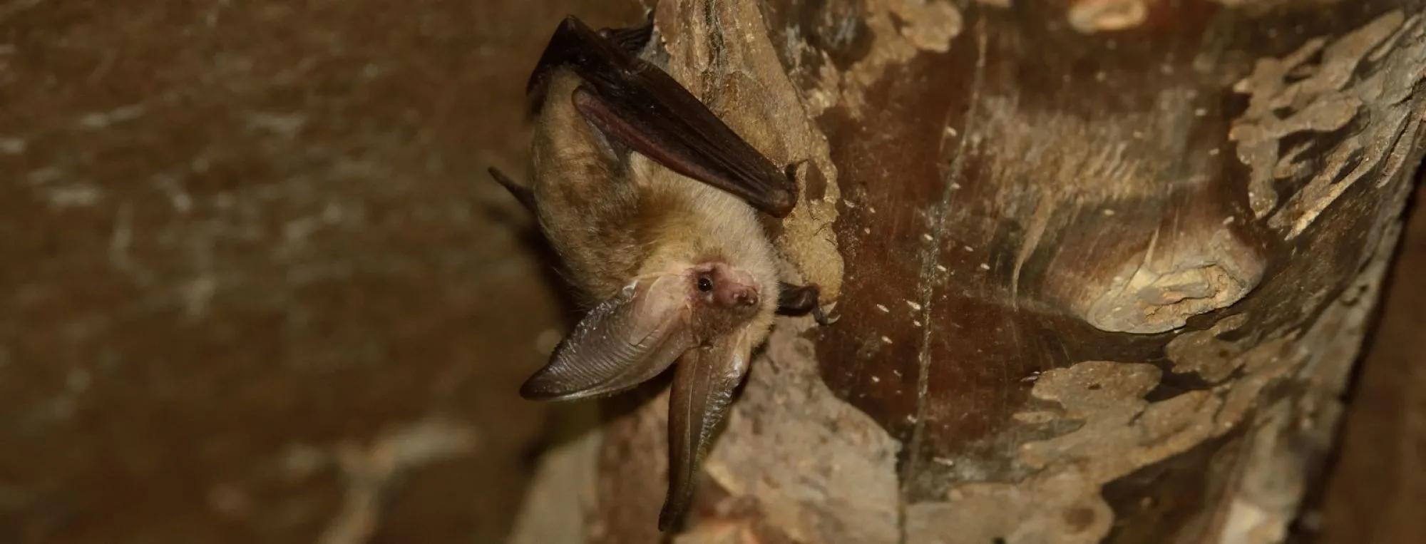 Meer zekerheid over vleermuizen voor aanvragers Omgevingsvergunning