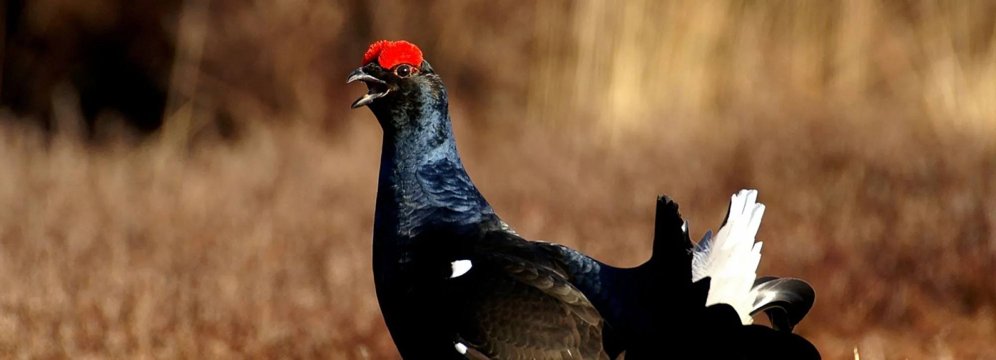 Geactualiseerde rode lijst vogels gepubliceerd