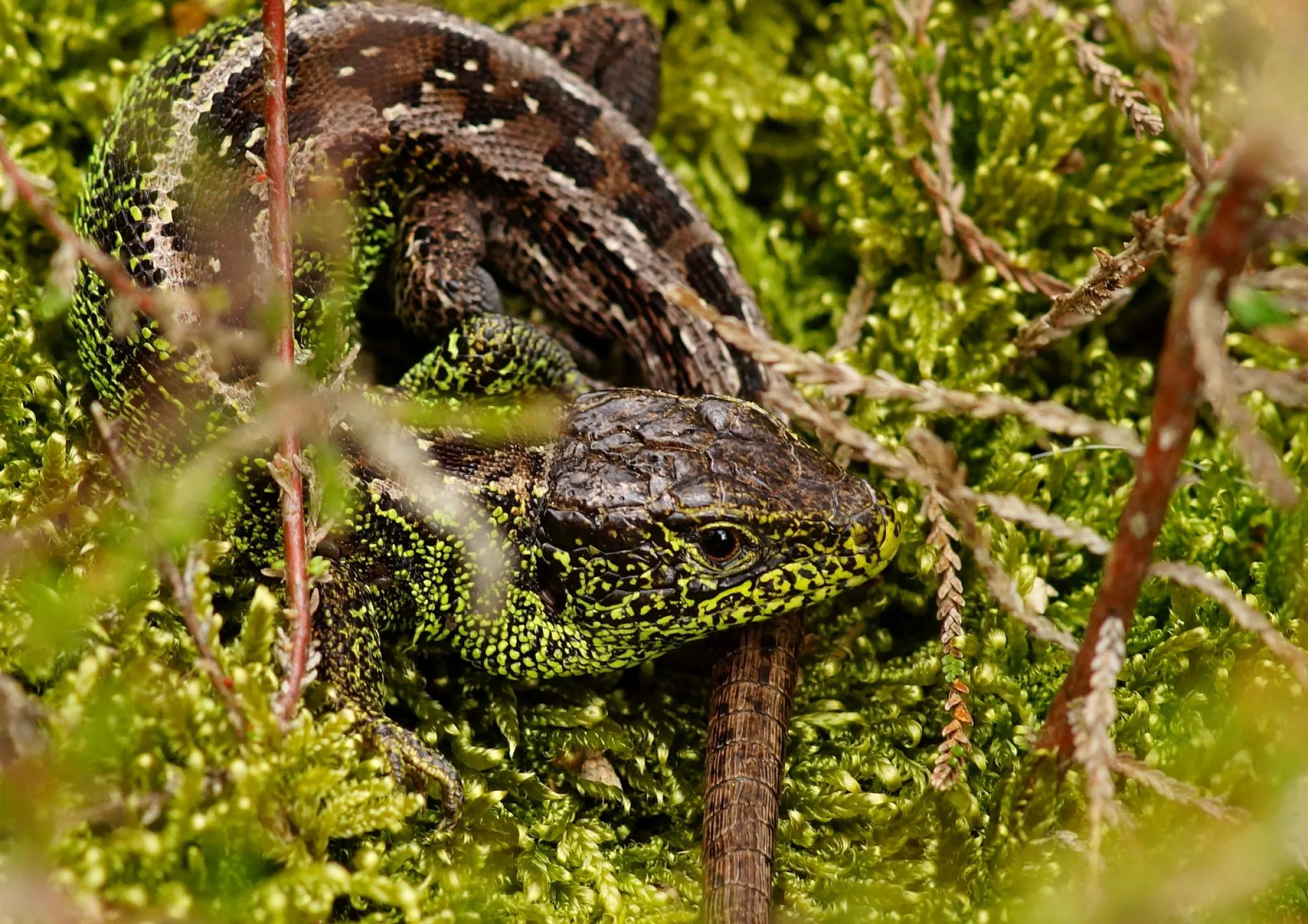 Reptielen en amfibieën