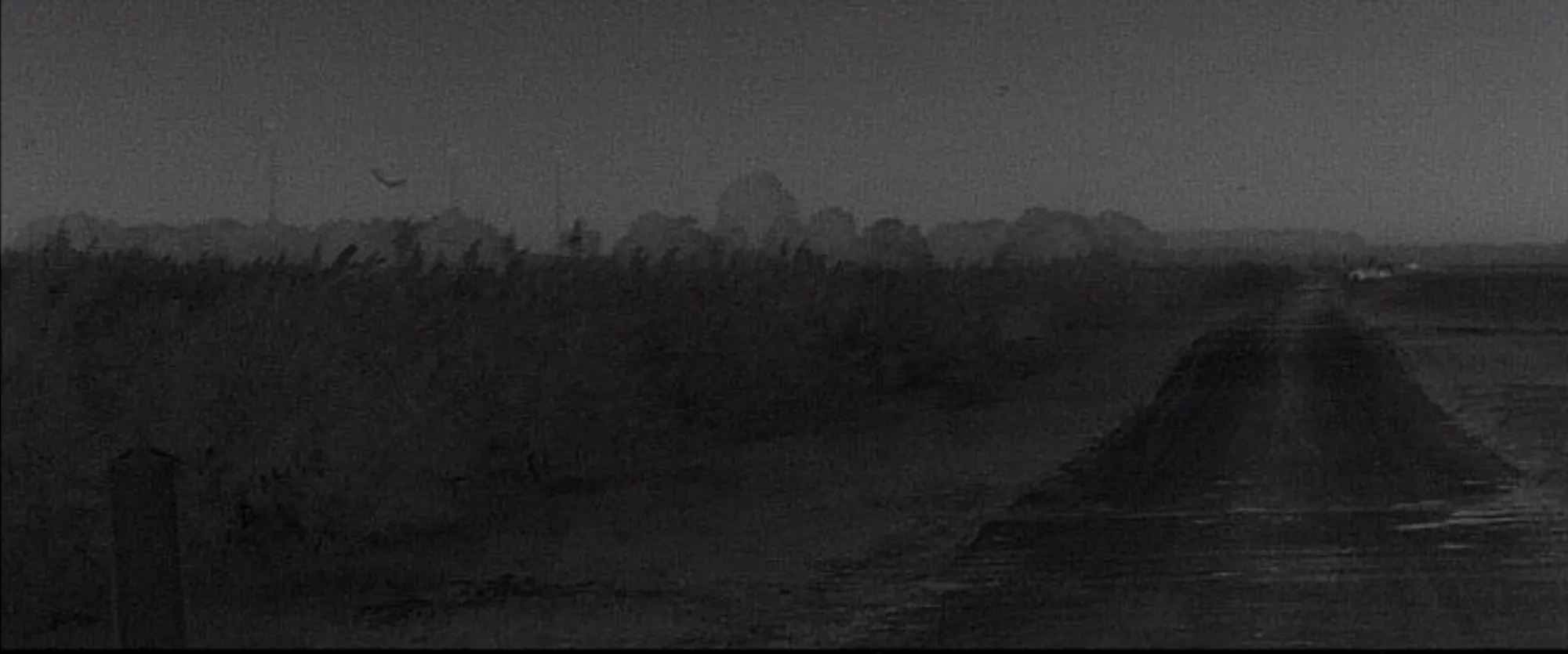 Gebruik warmtebeeldcamera bij vleermuisonderzoek.