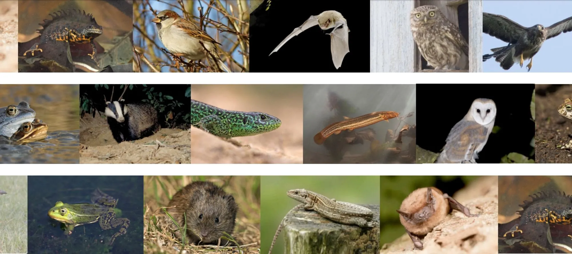 Soortenstandaards vervangen voor kennisdocumenten